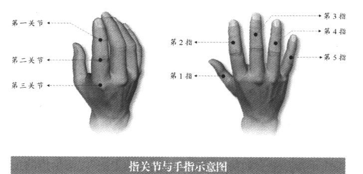 指关节与手指示意图