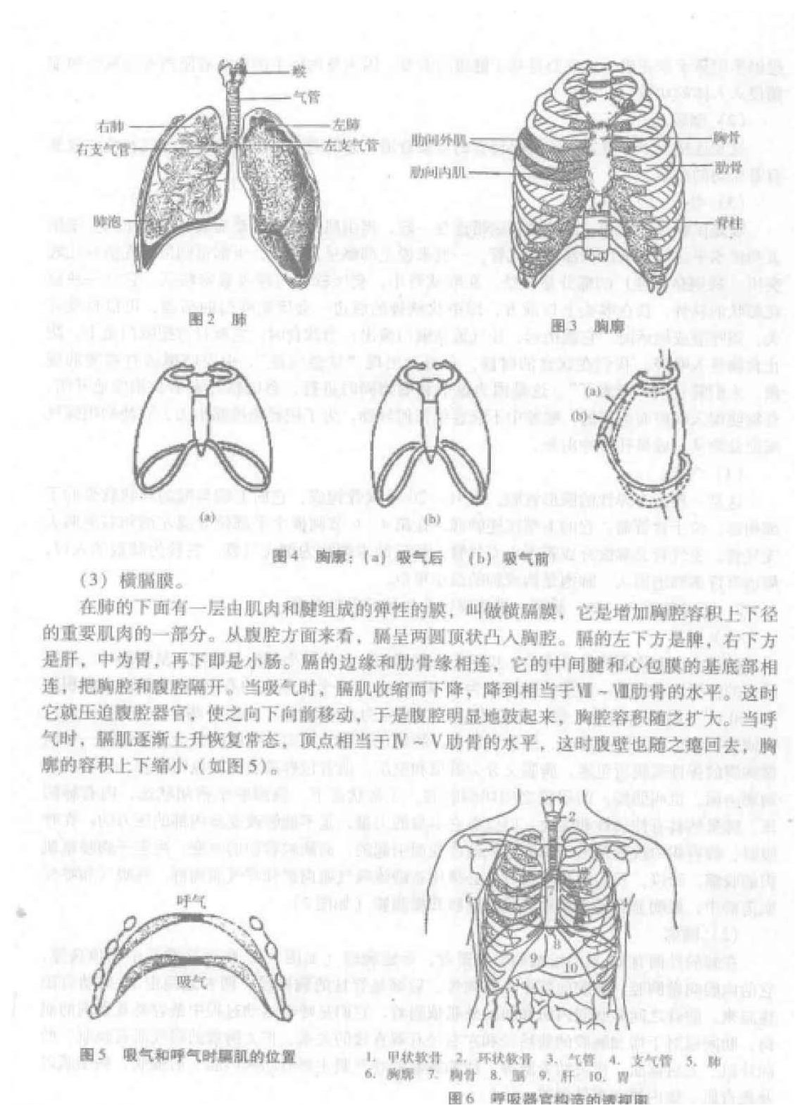 歌唱的呼吸《呼吸器官及其工作原理》