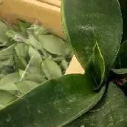 职业玛丽苏的头像