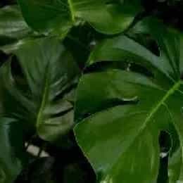 花开又是一季的头像