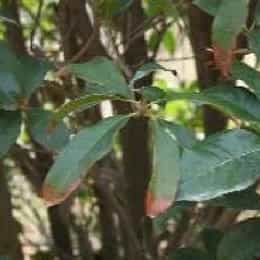 易玲芸的头像